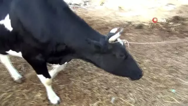 Çalındı zannettiği inekleri otlarken bulundu Çalındı zannettiği inekleri otlarken bulundu