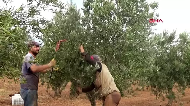 Gaziantep islahiye'de hasadı başlayan zeytin fiyatıyla sevindirdi Gaziantep islahiye'de hasadı başlayan zeytin fiyatıyla sevindirdi