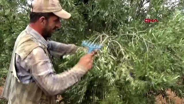 Gaziantep islahiye'de hasadı başlayan zeytin fiyatıyla sevindirdi Gaziantep islahiye'de hasadı başlayan zeytin fiyatıyla sevindirdi