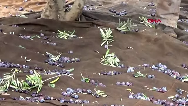 Gaziantep islahiye'de hasadı başlayan zeytin fiyatıyla sevindirdi Gaziantep islahiye'de hasadı başlayan zeytin fiyatıyla sevindirdi