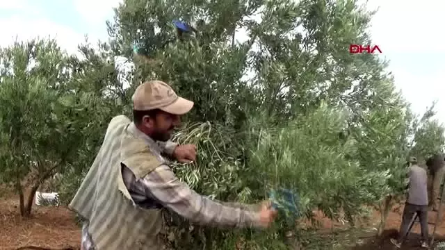 Gaziantep islahiye'de hasadı başlayan zeytin fiyatıyla sevindirdi Gaziantep islahiye'de hasadı başlayan zeytin fiyatıyla sevindirdi
