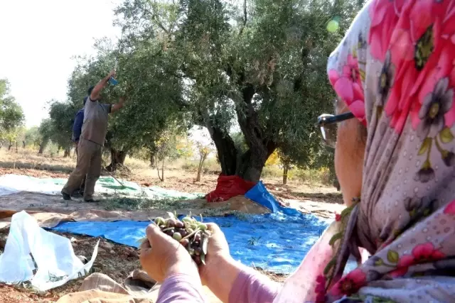 Gaziantep'te zeytin hasadı başladı Gaziantep'te zeytin hasadı başladı
