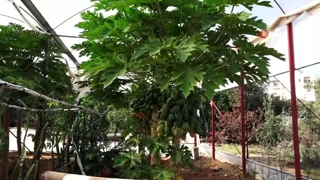 Hobi olarak başladı papaya üretiyor Hobi olarak başladı papaya üretiyor