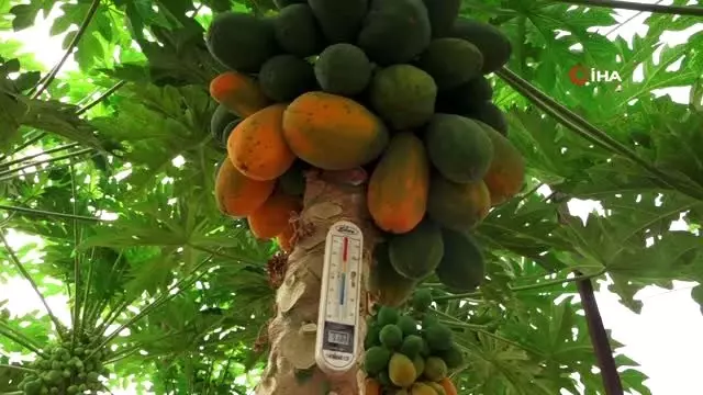 Hobi olarak başladı papaya üretiyor Hobi olarak başladı papaya üretiyor