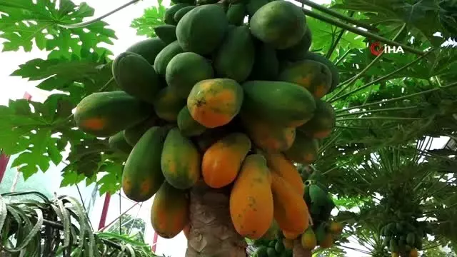 Hobi olarak başladı papaya üretiyor Hobi olarak başladı papaya üretiyor