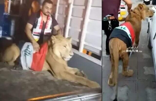 Irak'ta bir gösterici, meydana aslanla geldi