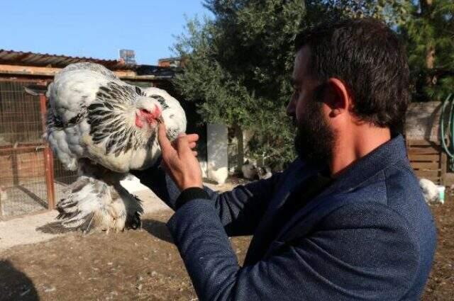 İşini bırakıp yetiştirmeye başladığı Brahma cinsi tavuk ve horozlardan geçen yıl 200 bin lira kazandı