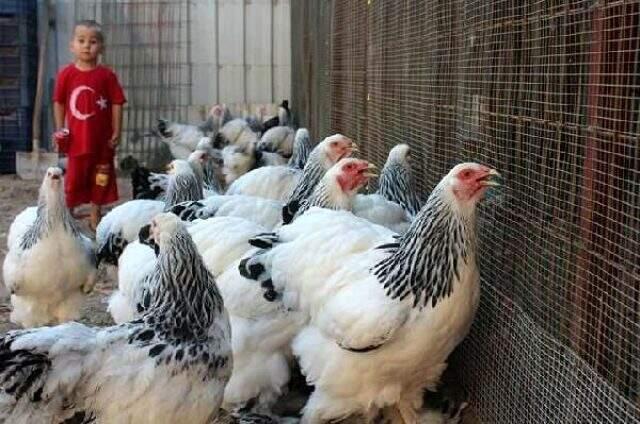 İşini bırakıp yetiştirmeye başladığı Brahma cinsi tavuk ve horozlardan geçen yıl 200 bin lira kazandı