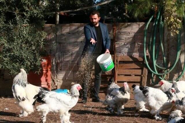 İşini bırakıp yetiştirmeye başladığı Brahma cinsi tavuk ve horozlardan geçen yıl 200 bin lira kazandı
