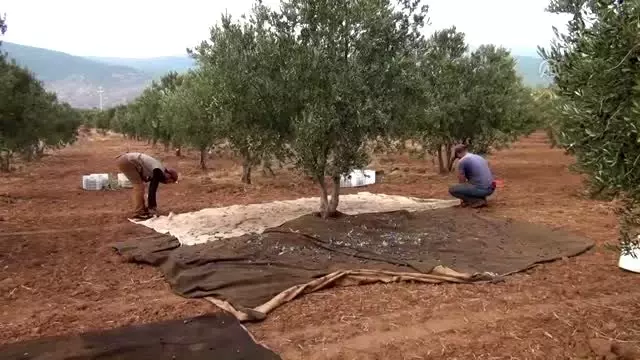İslahiye'de zeytin hasadı başladı