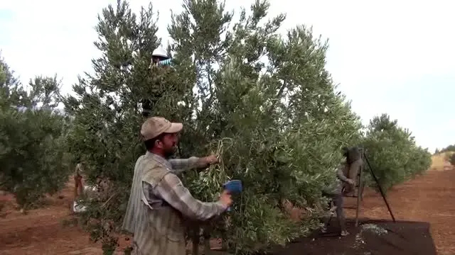 İslahiye'de zeytin hasadı başladı İslahiye'de zeytin hasadı başladı