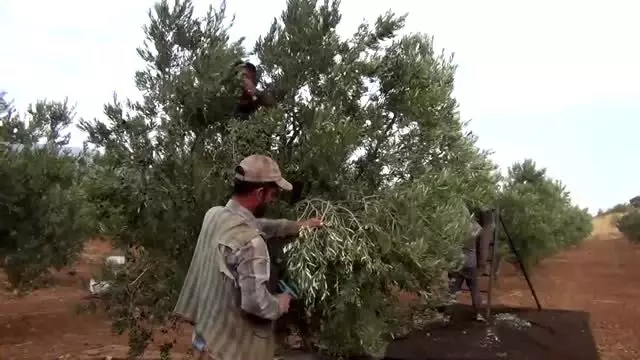 İslahiye'de zeytin hasadı başladı İslahiye'de zeytin hasadı başladı
