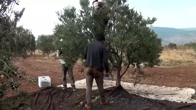 İslahiye'de zeytin hasadı başladı İslahiye'de zeytin hasadı başladı
