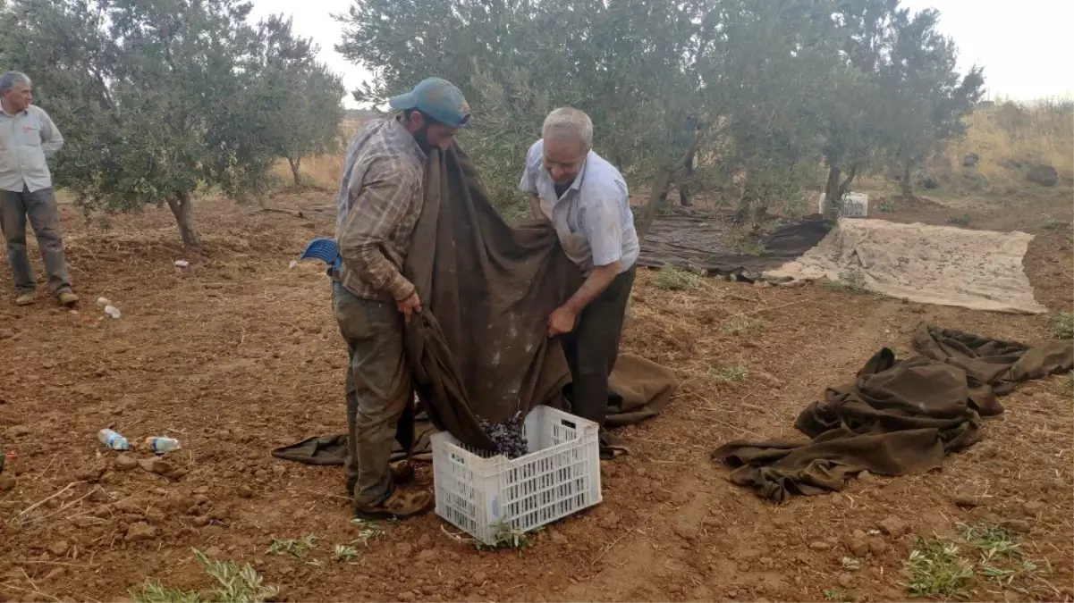 İslahiye'de zeytin hasadına başlandı