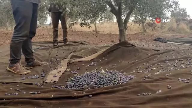 İslahiye'de zeytin hasadına başlandı İslahiye'de zeytin hasadına başlandı
