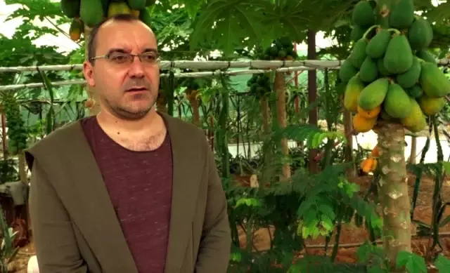 Okuduğu Yalnız Ada kitabından etkilenip papaya üretimine başladı