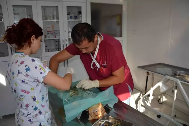 Olta iğnesi yutan kedi tedavi edildi Olta iğnesi yutan kedi tedavi edildi
