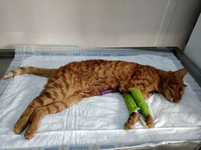 Olta iğnesi yutan kedi tedavi edildi Olta iğnesi yutan kedi tedavi edildi