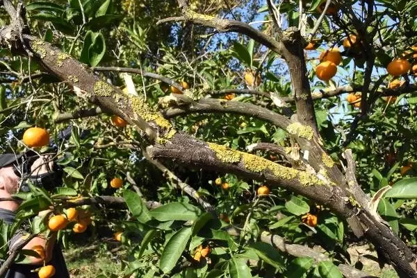 Satsuma cinsi mandalinada, hasat zamanı Satsuma cinsi mandalinada, hasat zamanı