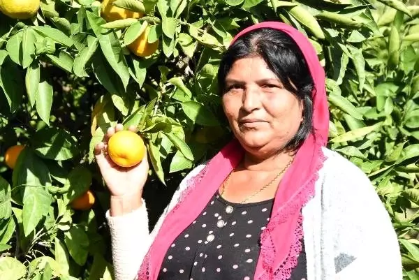 Satsuma cinsi mandalinada, hasat zamanı Satsuma cinsi mandalinada, hasat zamanı