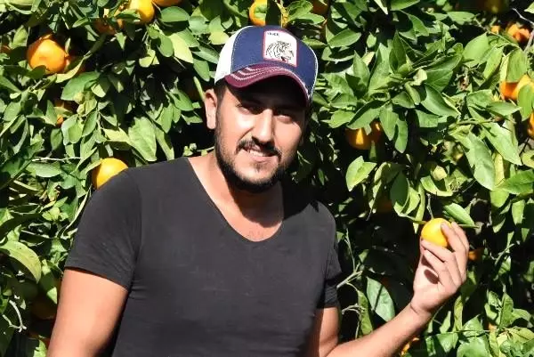 Satsuma cinsi mandalinada, hasat zamanı Satsuma cinsi mandalinada, hasat zamanı