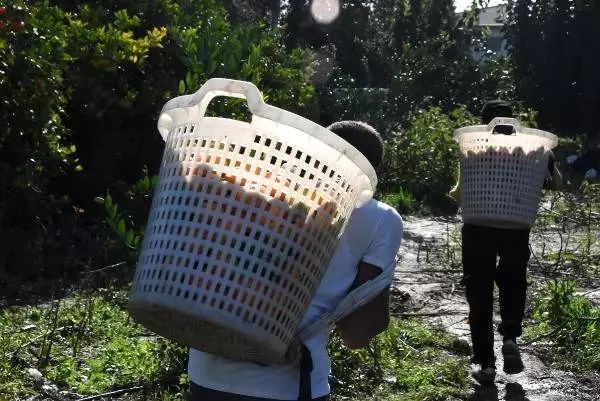 Satsuma cinsi mandalinada, hasat zamanı Satsuma cinsi mandalinada, hasat zamanı