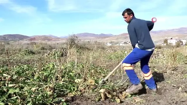 Şeker pancarı üreticileri, firmanın yüksek fire oranı göstermesinden dertli Şeker pancarı üreticileri, firmanın yüksek fire oranı göstermesinden dertli