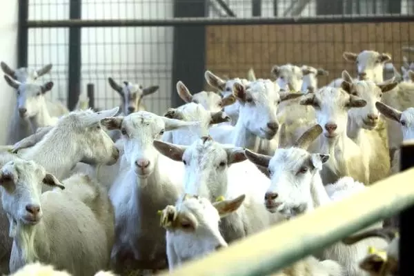 Sivas'tan 81 ile keçi peyniri Sivas'tan 81 ile keçi peyniri