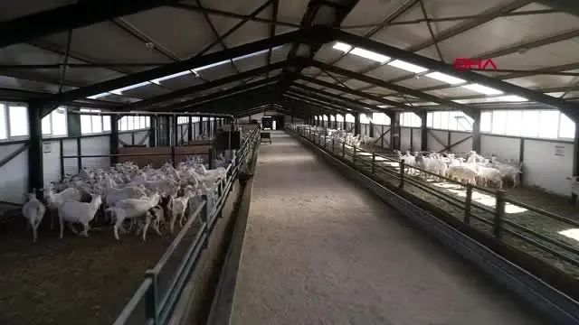 Sivas'tan 81 ile keçi peyniri Sivas'tan 81 ile keçi peyniri