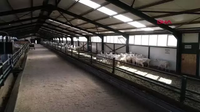 Sivas'tan 81 ile keçi peyniri Sivas'tan 81 ile keçi peyniri