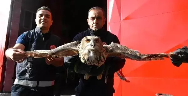 Yaralı puhu eve girdi