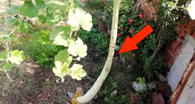 1 metre 15 santimetrelik kabak, görenleri şaşkına çevirdi
