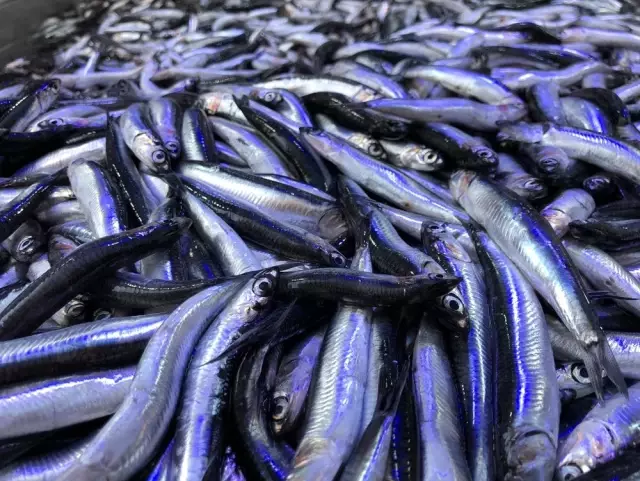 Karadeniz'de hamsi yeniden yükselişte Karadeniz'de hamsi yeniden yükselişte
