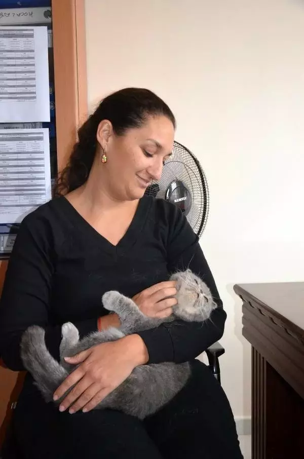 Kedi tırmığı hastalığına dikkat; Tırmalamadan değil pirelerden