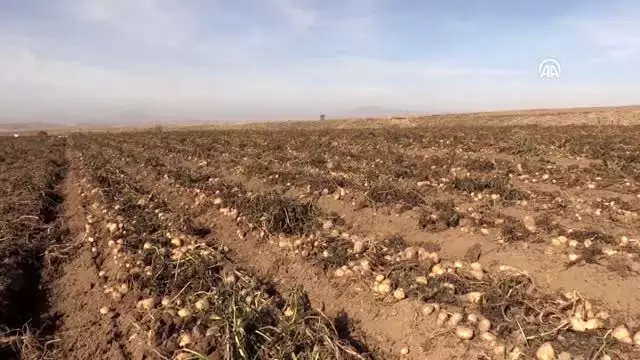 (TEKRAR) Bitlis'te patatesten 260 milyon liralık gelir hedefleniyor