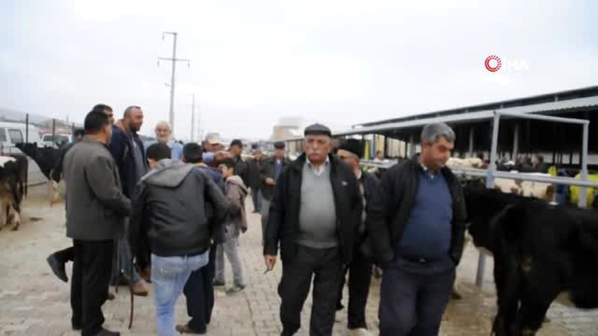 Afyonkarahisar'da büyükbaş hayvan üreticileri yem fiyatlarından dertli