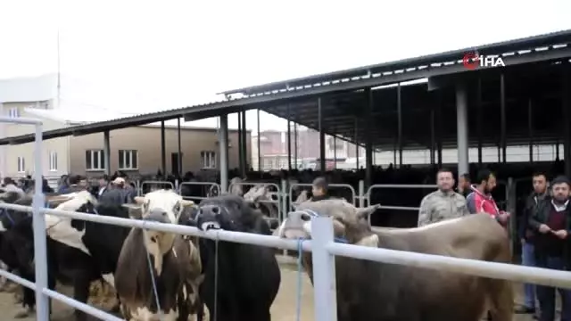 Afyonkarahisar'da büyükbaş hayvan üreticileri yem fiyatlarından dertli Afyonkarahisar'da büyükbaş hayvan üreticileri yem fiyatlarından dertli