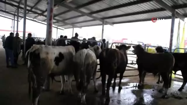 Afyonkarahisar'da büyükbaş hayvan üreticileri yem fiyatlarından dertli Afyonkarahisar'da büyükbaş hayvan üreticileri yem fiyatlarından dertli