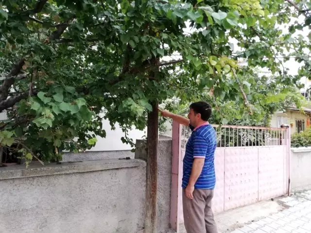 Beşik gibi sallanıyor Beşik gibi sallanıyor