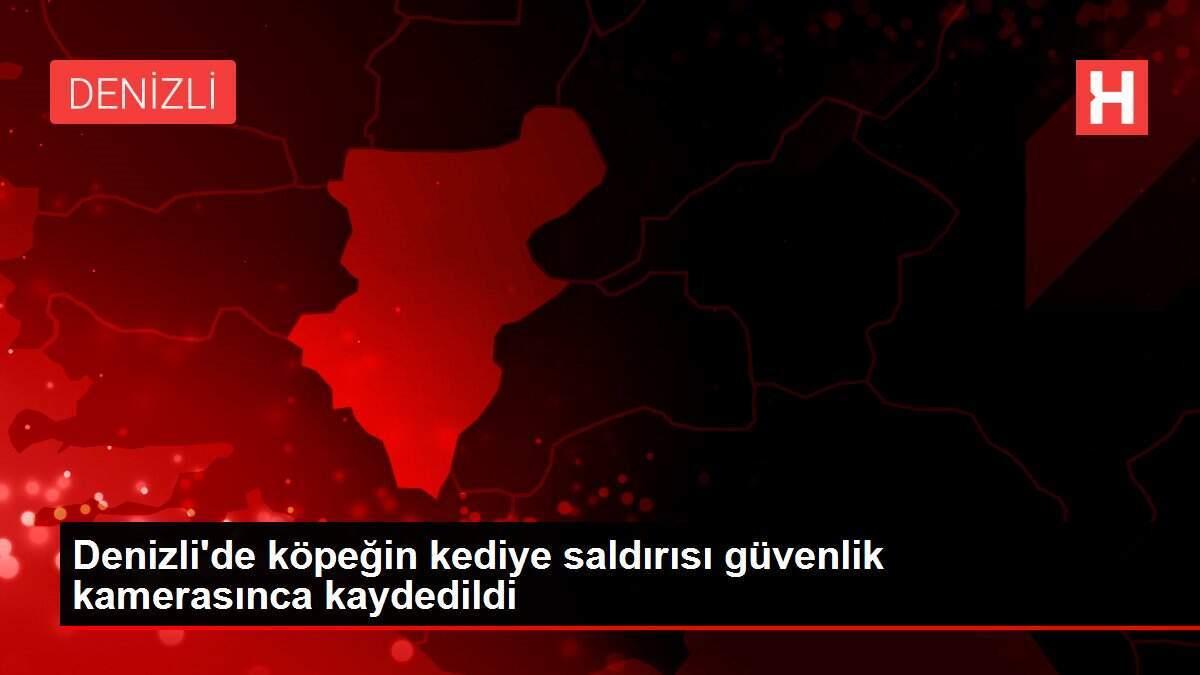 Denizli�de köpeğin kediye saldırısı güvenlik kamerasınca kaydedildi