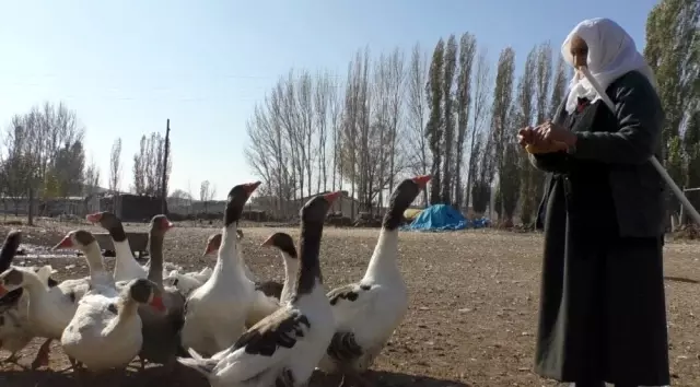 Tanesi 200 liradan satılan kazlar, kesilmeye başlandı Tanesi 200 liradan satılan kazlar, kesilmeye başlandı