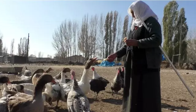 Tanesi 200 liradan satılan kazlar, kesilmeye başlandı Tanesi 200 liradan satılan kazlar, kesilmeye başlandı
