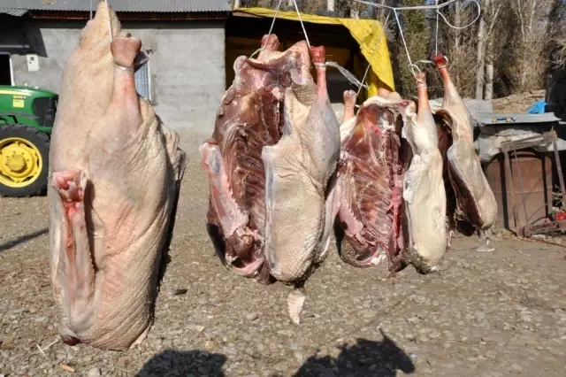 Tanesi 200 liradan satılan kazlar, kesilmeye başlandı Tanesi 200 liradan satılan kazlar, kesilmeye başlandı