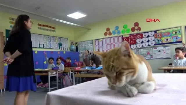 Kedi boncuk, sınıfın maskotu oldu Kedi boncuk, sınıfın maskotu oldu