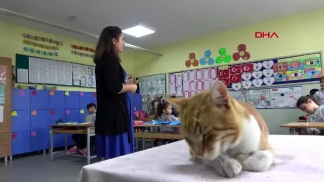 Kedi boncuk, sınıfın maskotu oldu Kedi boncuk, sınıfın maskotu oldu