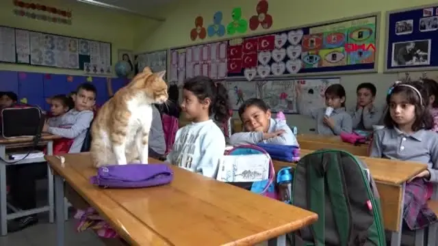 Kedi boncuk, sınıfın maskotu oldu Kedi boncuk, sınıfın maskotu oldu