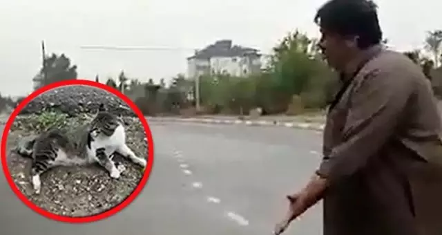 Kedisini tüfekle öldüren komşusundan şikayetçi oldu: Kuşları da vuruyor, közleyip yiyor Kedisini tüfekle öldüren komşusundan şikayetçi oldu: Kuşları da vuruyor, közleyip yiyor