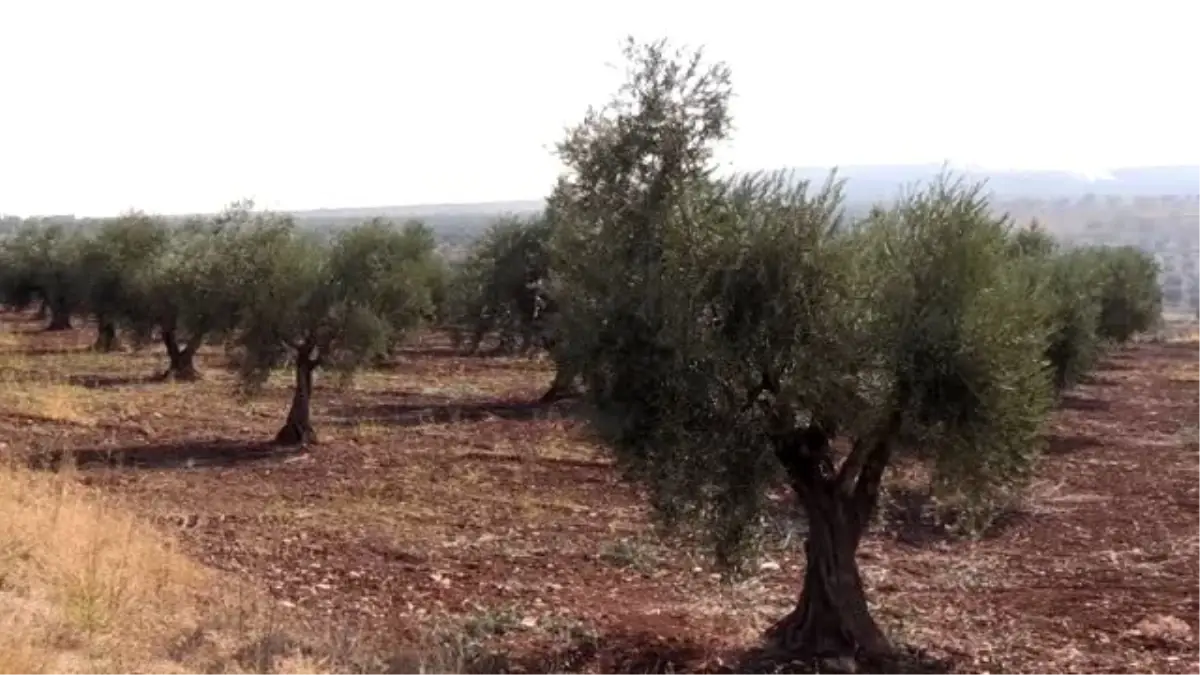 'Kilis Zeytin ve Zeytinyağı Tanıtım Günü'
