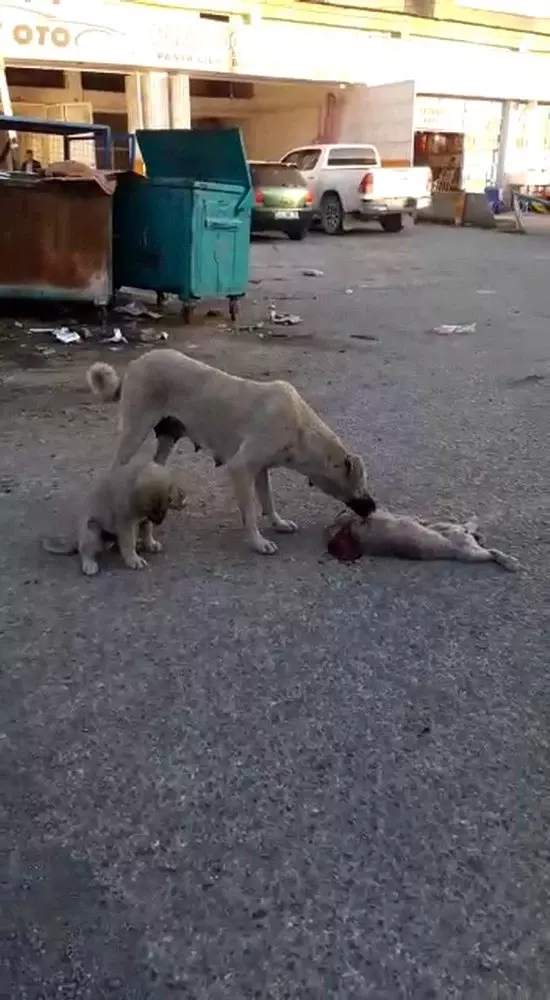 Ölen yavrusunun başında ağlayan köpek, görenleri duygulandırdı Ölen yavrusunun başında ağlayan köpek, görenleri duygulandırdı