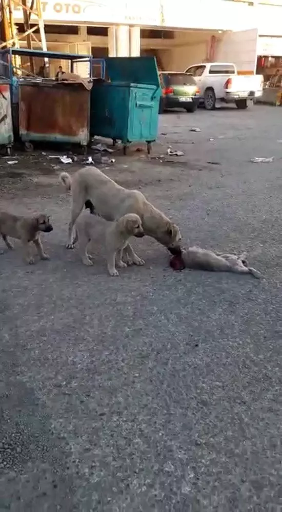 Ölen yavrusunun başında ağlayan köpek, görenleri duygulandırdı Ölen yavrusunun başında ağlayan köpek, görenleri duygulandırdı